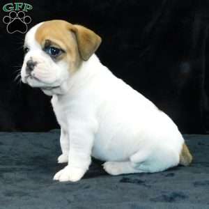 Chloe, Miniature Bulldog Puppy